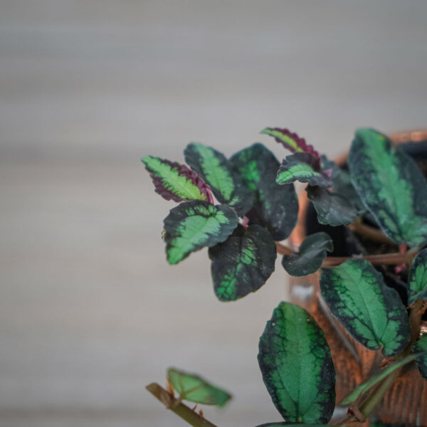 pellionia-repens-begonia-arbuzowa
