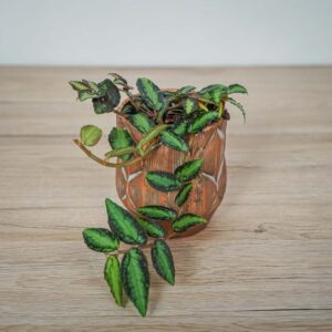 pellionia-repens-begonia-arbuzowa