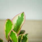 peperomia-obtusifolia-ginny