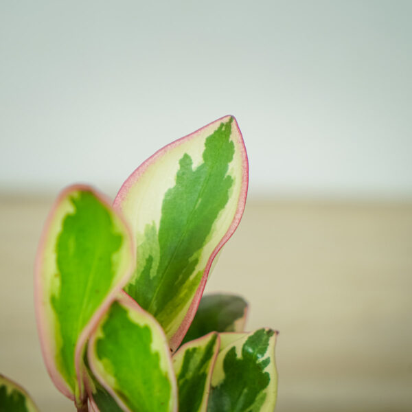 peperomia-obtusifolia-ginny