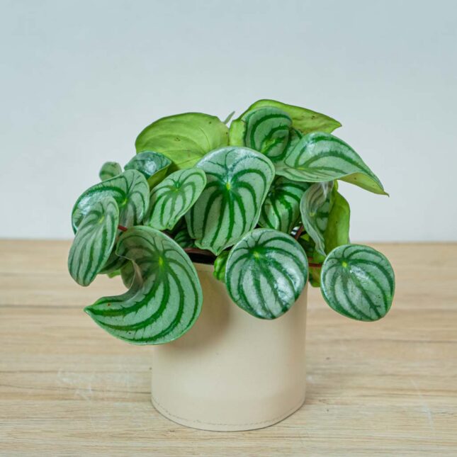 peperomia-watermelon-argyreia