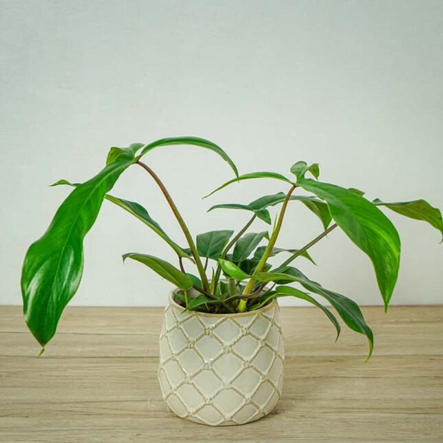 philodendron-69686