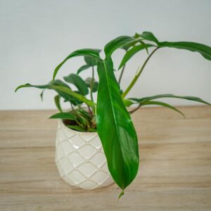 philodendron-69686