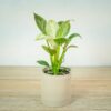 philodendron-birkin