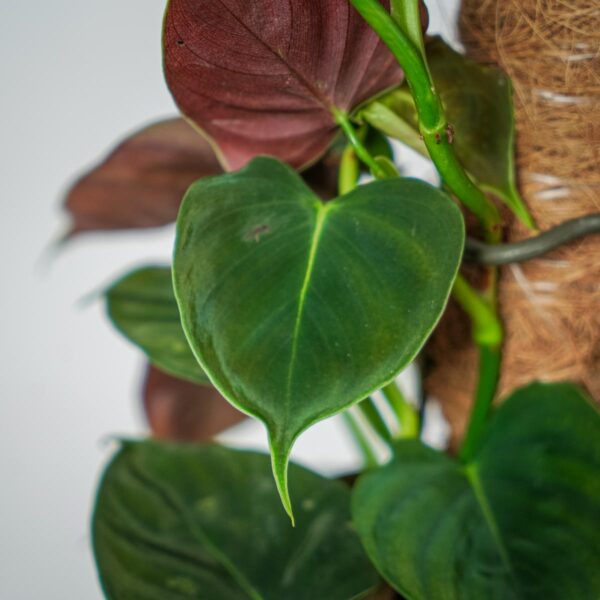 philodendron-lupinum
