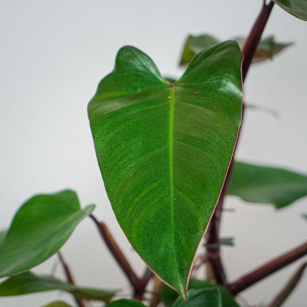 philodendron-mandaianum (2) philodendron-mandaianum