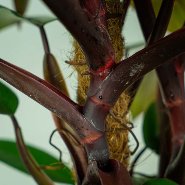 philodendron-mandaianum-na-podporze (2) philodendron-mandaianum-na-podporze