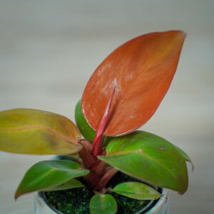 philodendron-prince-of-orange-baby