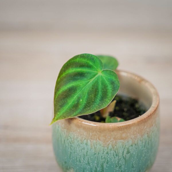 philodendron-verrucosum-baby