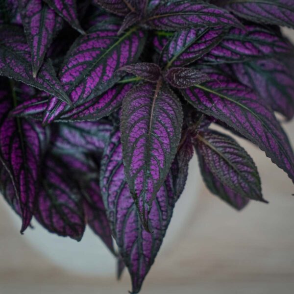 strobilanthes-dyeriana-persian-shield