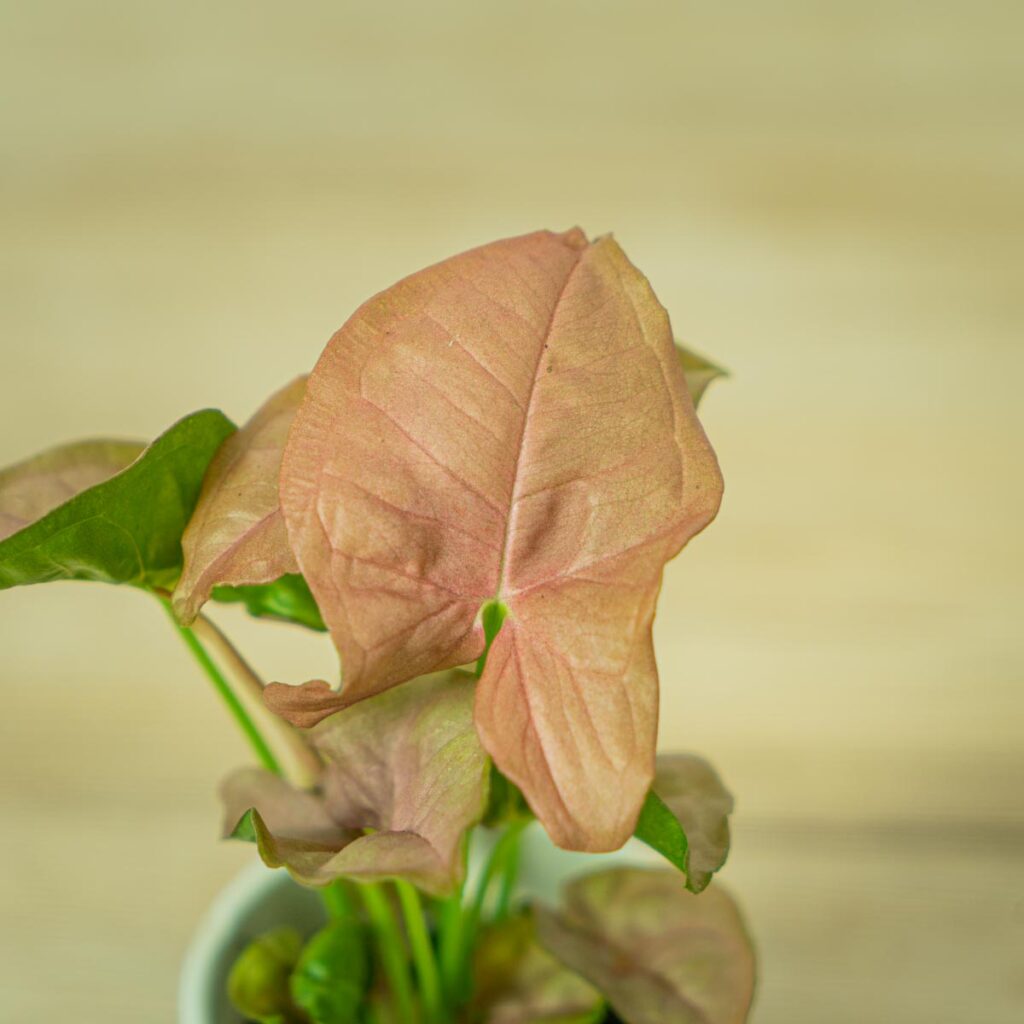Syngonium Neon Robusta | Green Solutions