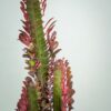 wilczomlecz-trojzebrowy-euphorbia-trigona-rubra