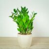 zamioculcas-zamiifolia-zamiokulkas