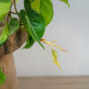 philodendron-scandens-brasil