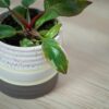 philodendron-white-knight-baby