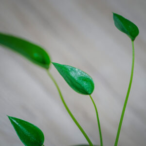 alokazja-tiny-dancer-alocasia