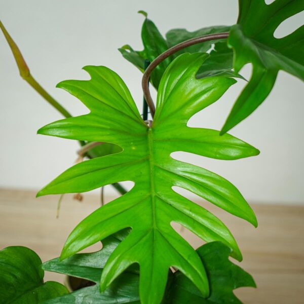 philodendron-mayoi