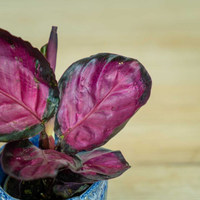 calathea-roseopicta-rosy-baby