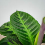 calathea-warscewiczii