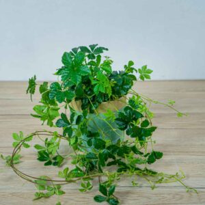 cissus-pasiasty-parthenocissus-striata