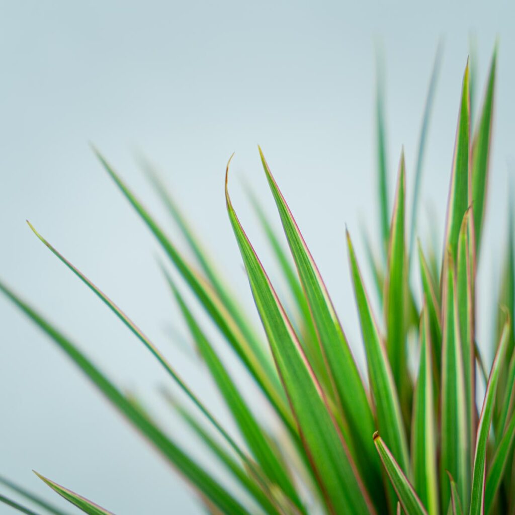 Dracaena marginata bicolor dracena Mała Szklarnia