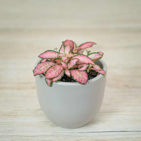 fittonia-pink-forest-flame-baby