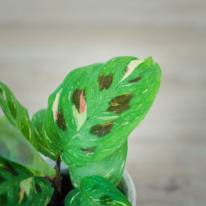 maranta-leuconeura-kerchoveana-variegata-baby