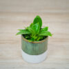 philodendron-birkin-baby