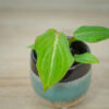 philodendron-gloriosum-baby