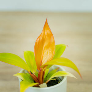 philodendron-prince-of-orange-baby