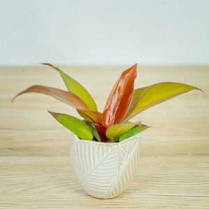 philodendron-red-sun-baby