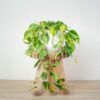 philodendron-scandens-brasil