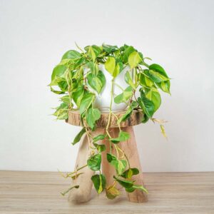philodendron-scandens-brasil
