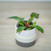 philodendron-white-knight-baby