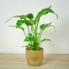 strelicja-biala-strelitzia-nicolai