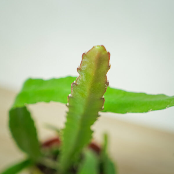 epiphyllum-red-tip