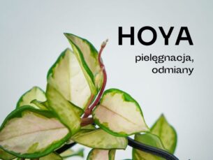 Hoya o zielonych listkach z różowo-beżową wariegacją.