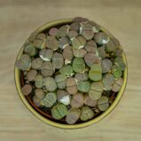 Lithops