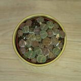 Lithops