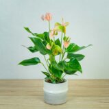 anthurium-joli-peach