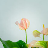 anthurium-joli-peach