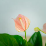 anthurium-joli-peach