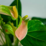 anthurium-joli-peach