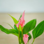 anthurium-lilli-pink