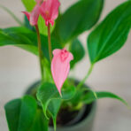 anthurium-lilli-pink