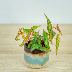 begonia-amphioxus-baby