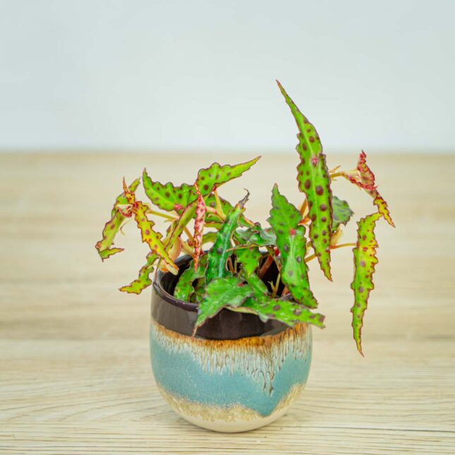 begonia-amphioxus-baby