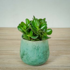 crassula-ovata-minor-drzewo-szczescia-grubosz