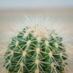 echinocactus-grusonii-var-albispinus-kaktus
