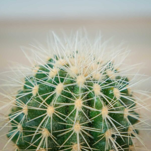 echinocactus-grusonii-var-albispinus-kaktus